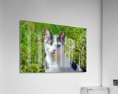Simply Cat Acrylic Print