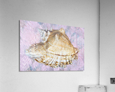 Seashell  Acrylic Print
