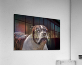 Wise Glance Acrylic Print