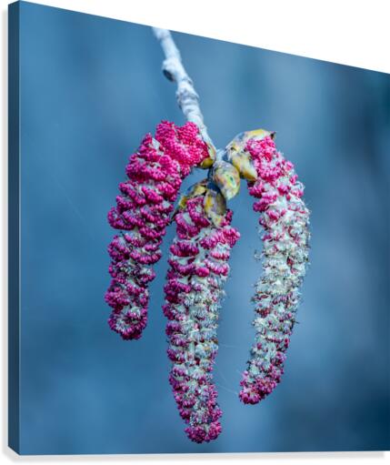 Poplar tree catkins Canvas Print