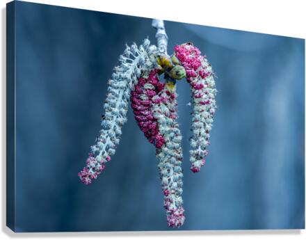 Poplar tree catkins Canvas Print