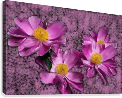 Peony Flowers Canvas Print