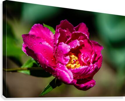 Peony flowers Canvas Print
