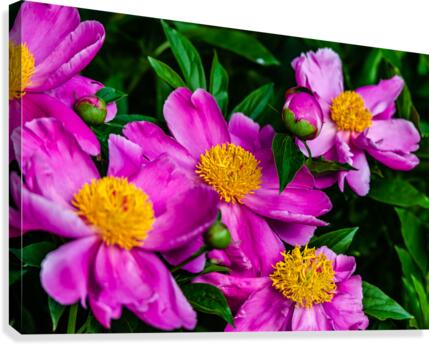 Peony Flowers Canvas Print