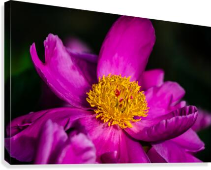 Peony Flowers Canvas Print