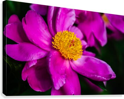 Peony Flowers Canvas Print