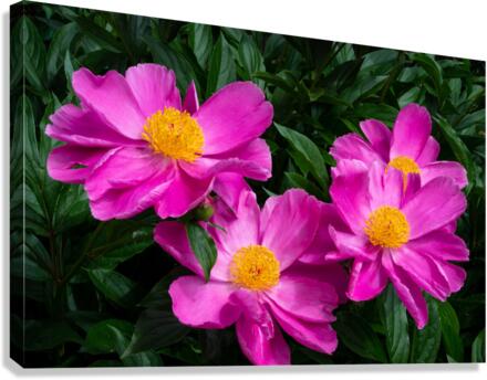 Peony Flowers Canvas Print