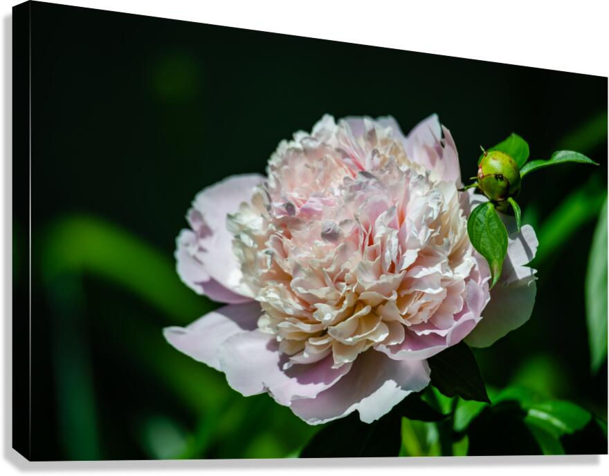 Peony Flowers Canvas Print