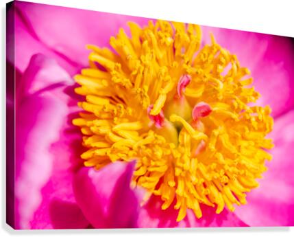 Peony Flowers Canvas Print