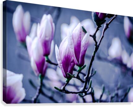 Magnolia flowering time Canvas Print