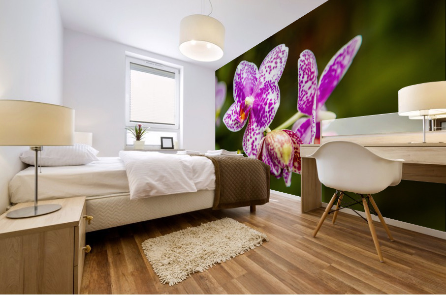 Orchids I Mural print