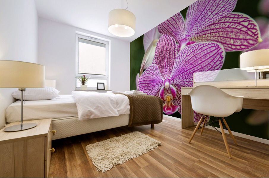 Orchids II Mural print