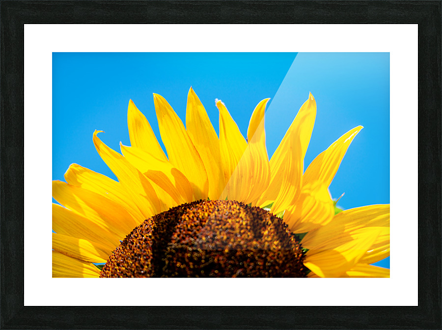 Sunflower Picture Frame print
