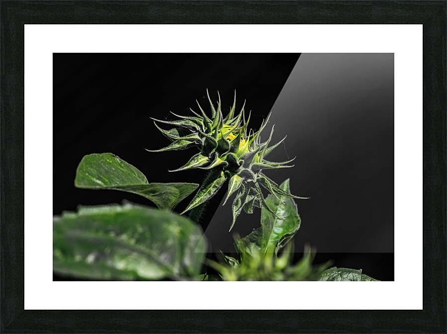 Sunflower 1 Picture Frame print