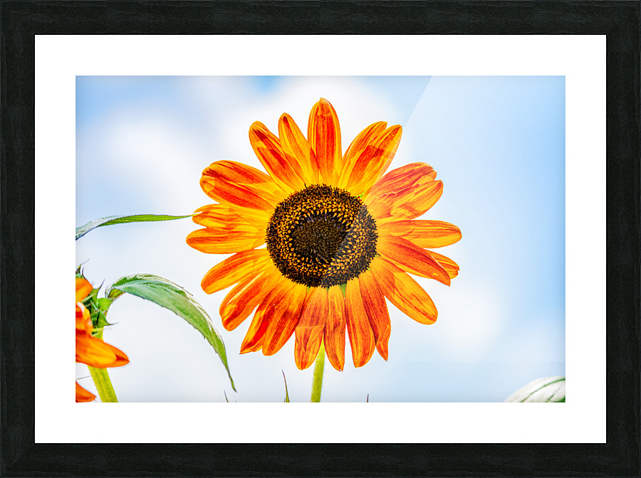 Sunflower 2 Picture Frame print