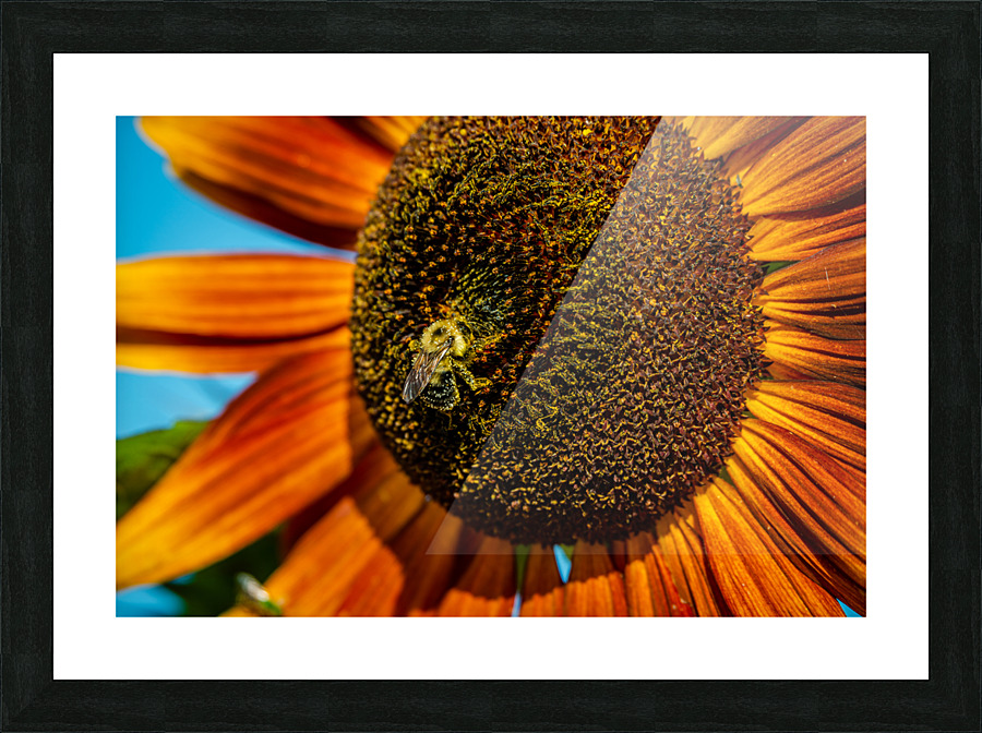 Sunflower 3 Picture Frame print