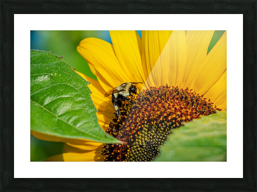 Sunflower 4 Picture Frame print