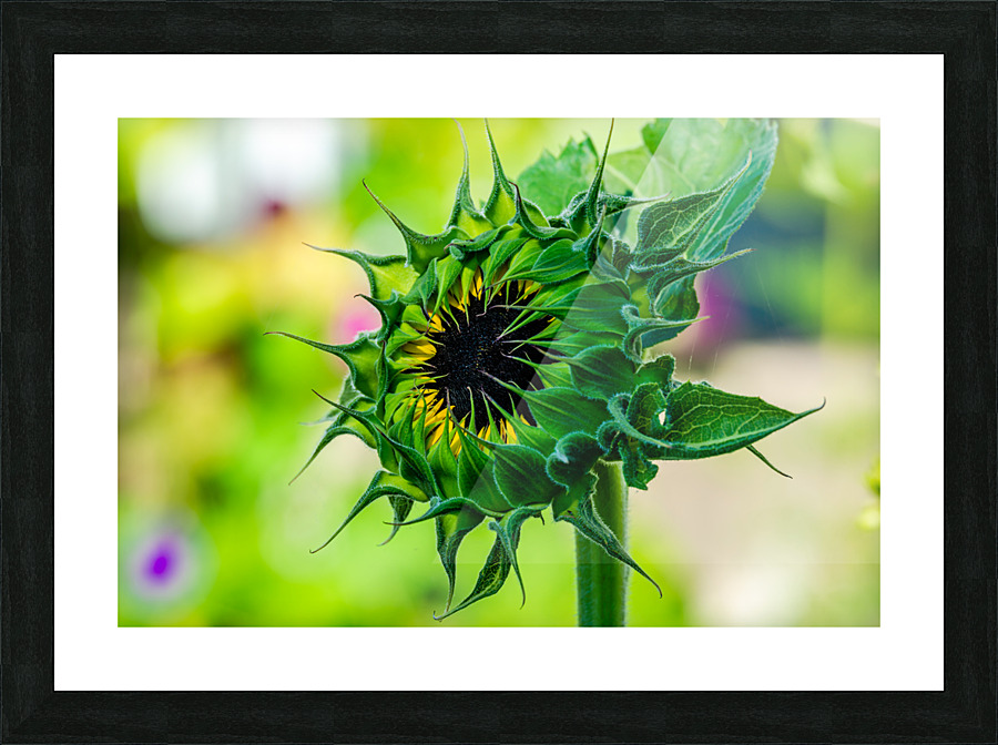 Sunflower 5 Picture Frame print