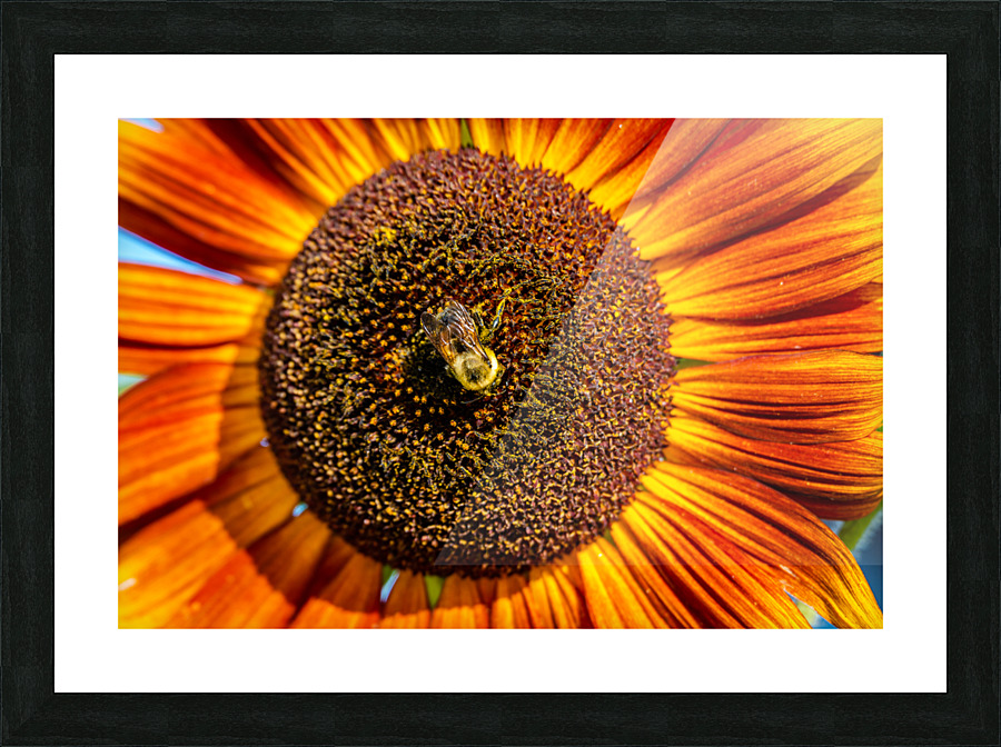 Sunflower 6 Picture Frame print