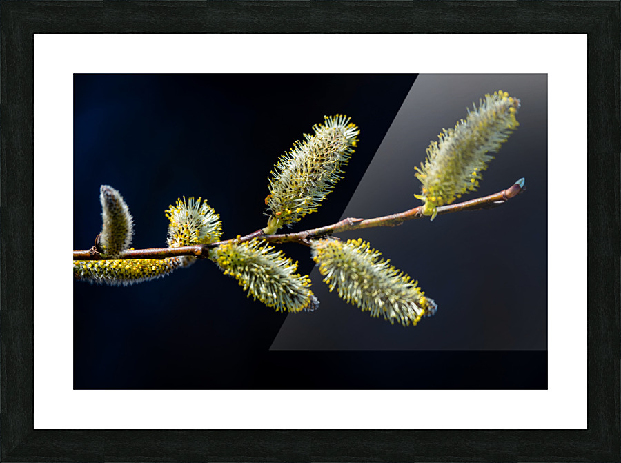 Catkins Picture Frame print
