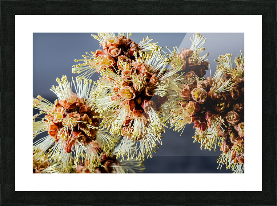 Catkins Picture Frame print