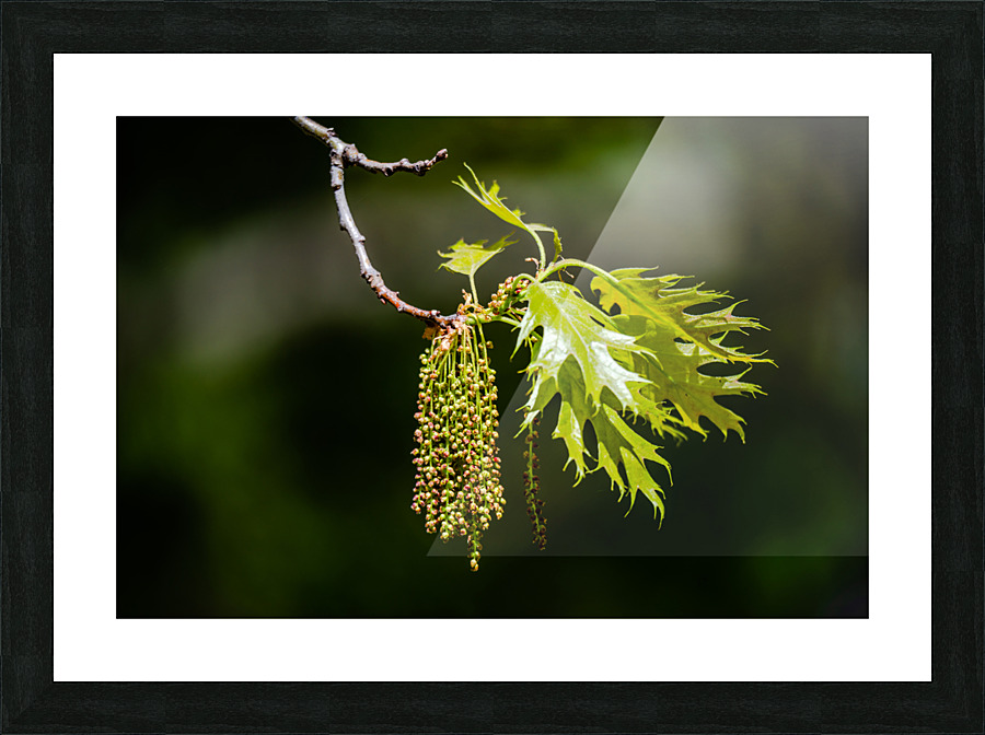 Oak tree catkins Picture Frame print