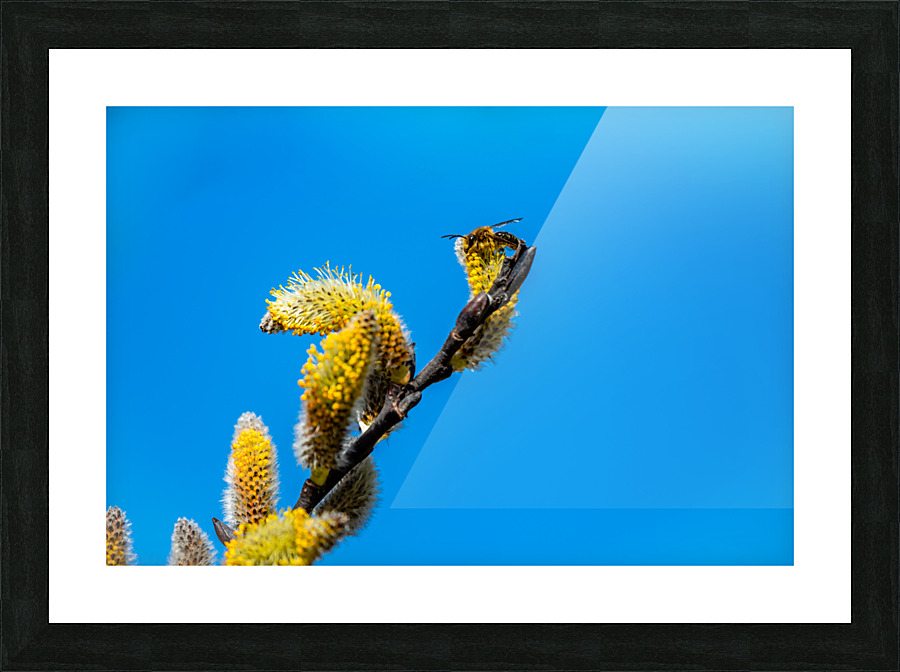Catkins  Picture Frame print