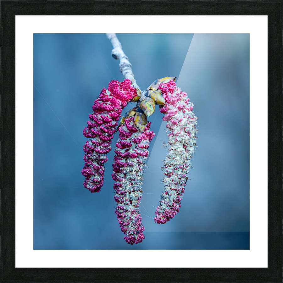 Poplar tree catkins Picture Frame print