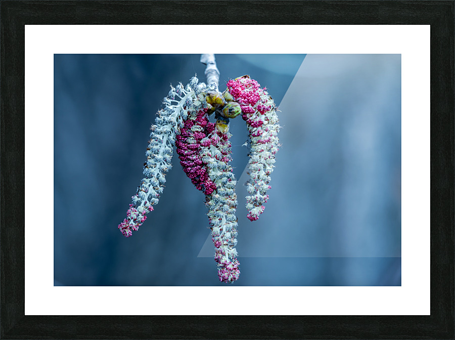 Poplar tree catkins Picture Frame print
