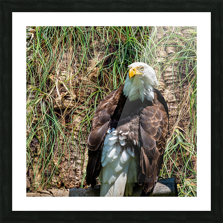American Eagle Picture Frame print