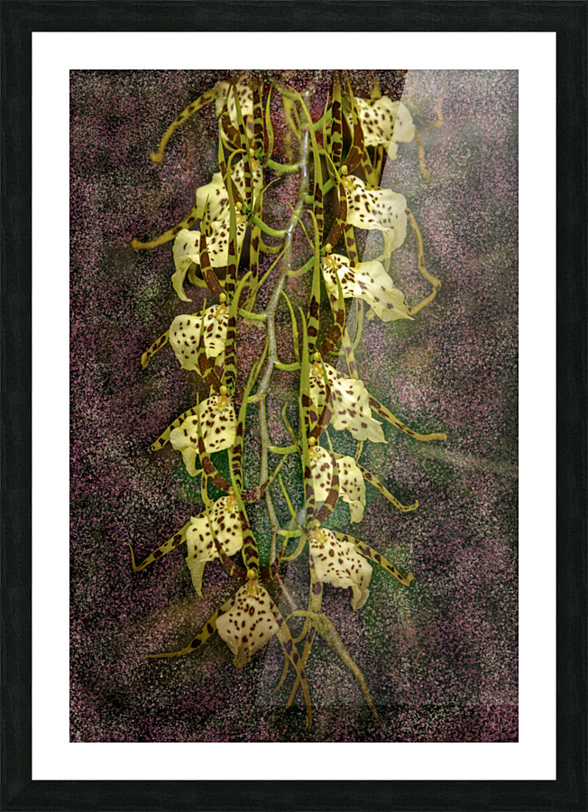 Stylish Orchids Picture Frame print