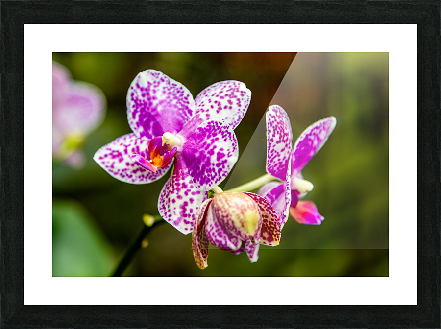 Orchids I Picture Frame print