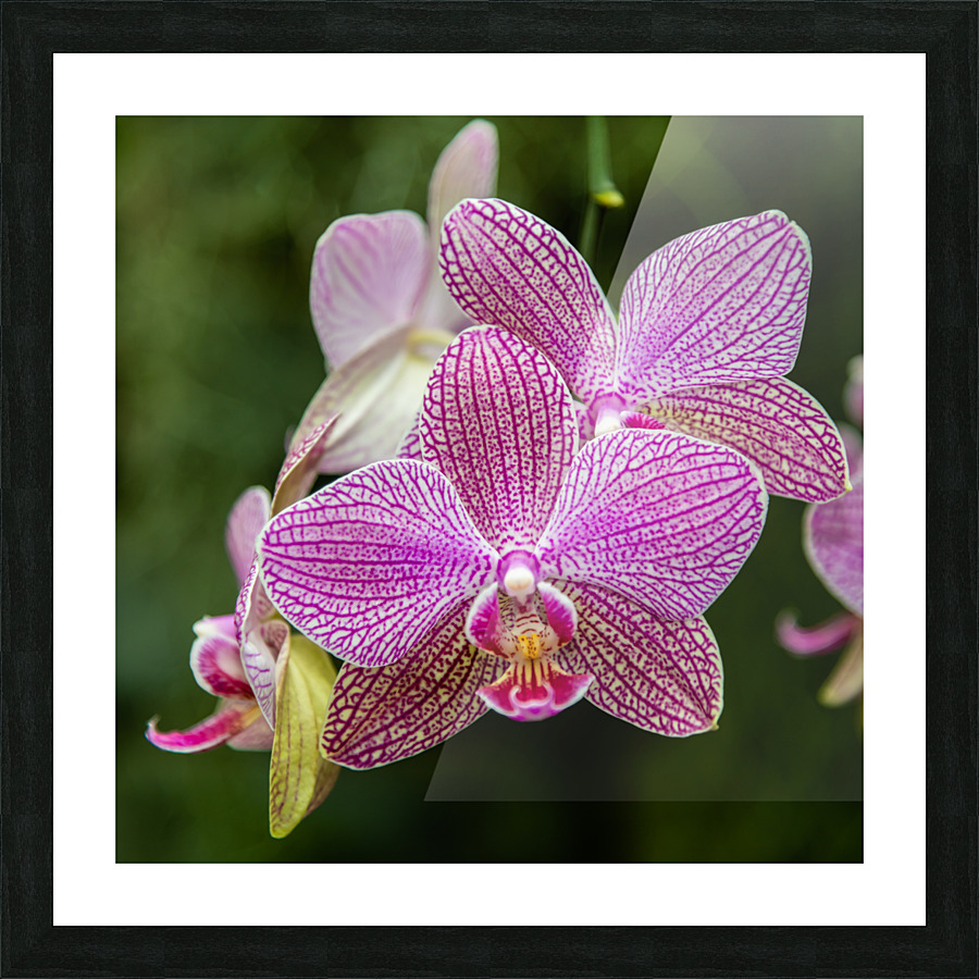 Orchids II Picture Frame print