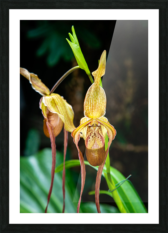 Orchids III Picture Frame print