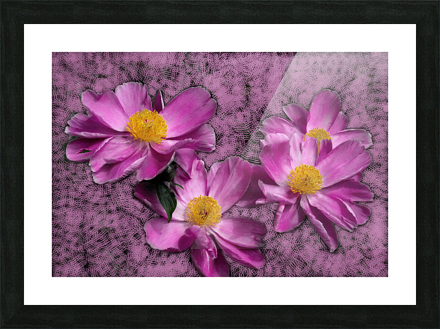 Peony Flowers Picture Frame print