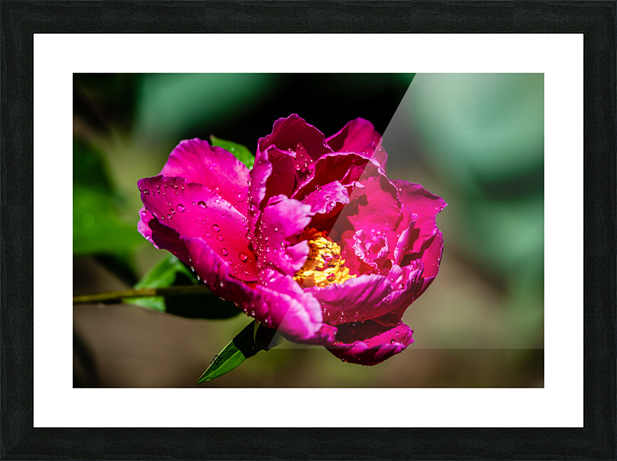 Peony flowers Picture Frame print