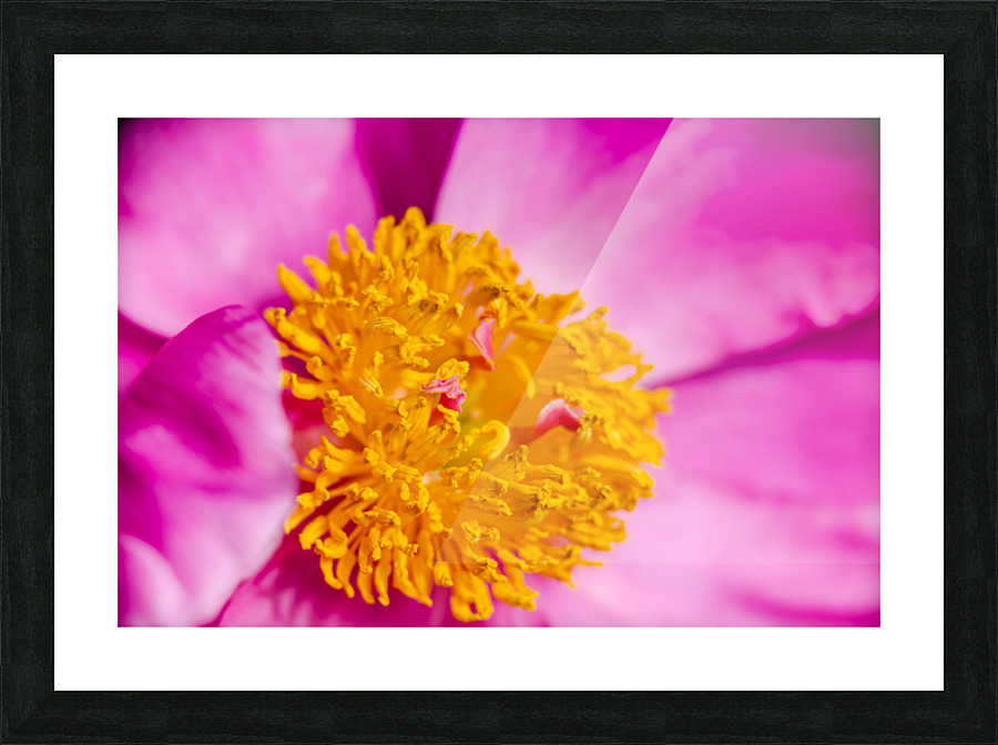 PEONY FLOWERS Picture Frame print