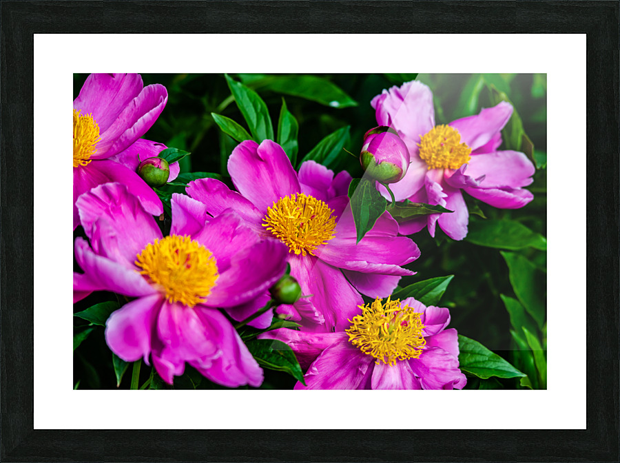 Peony Flowers Picture Frame print