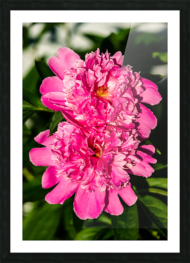 Peony Flowers Picture Frame print
