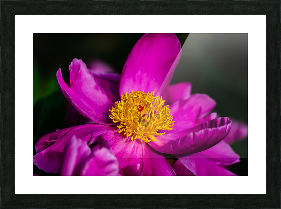 Peony Flowers Picture Frame print