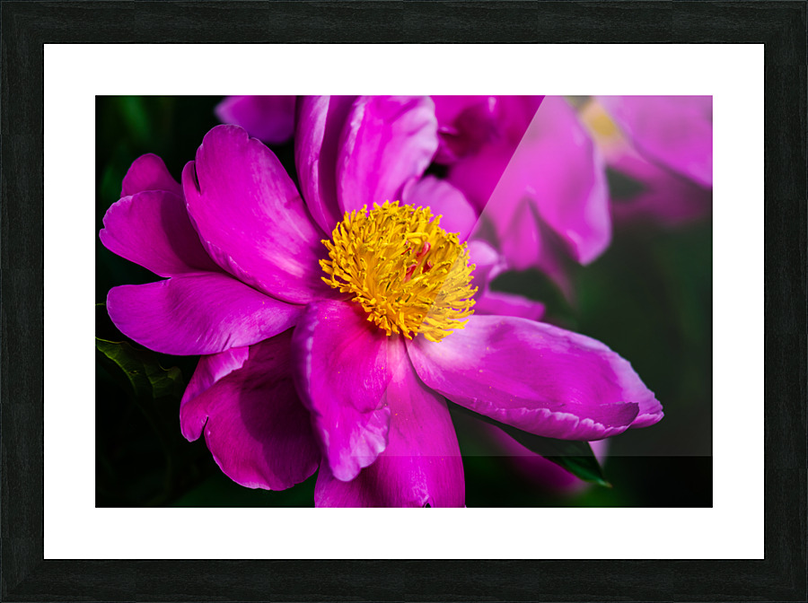 Peony Flowers Picture Frame print