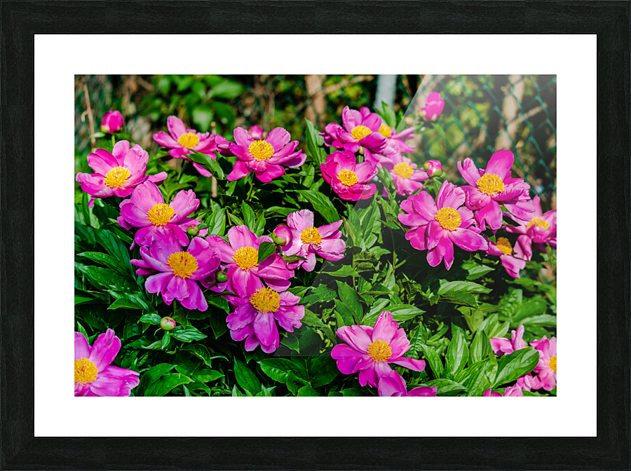 Peony Flowers Picture Frame print