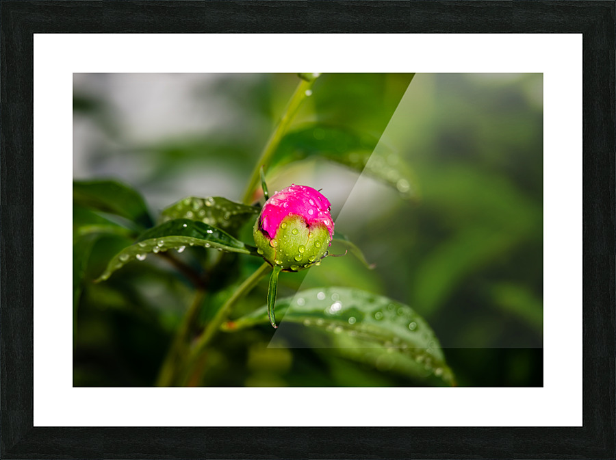 Peony Flowers Picture Frame print