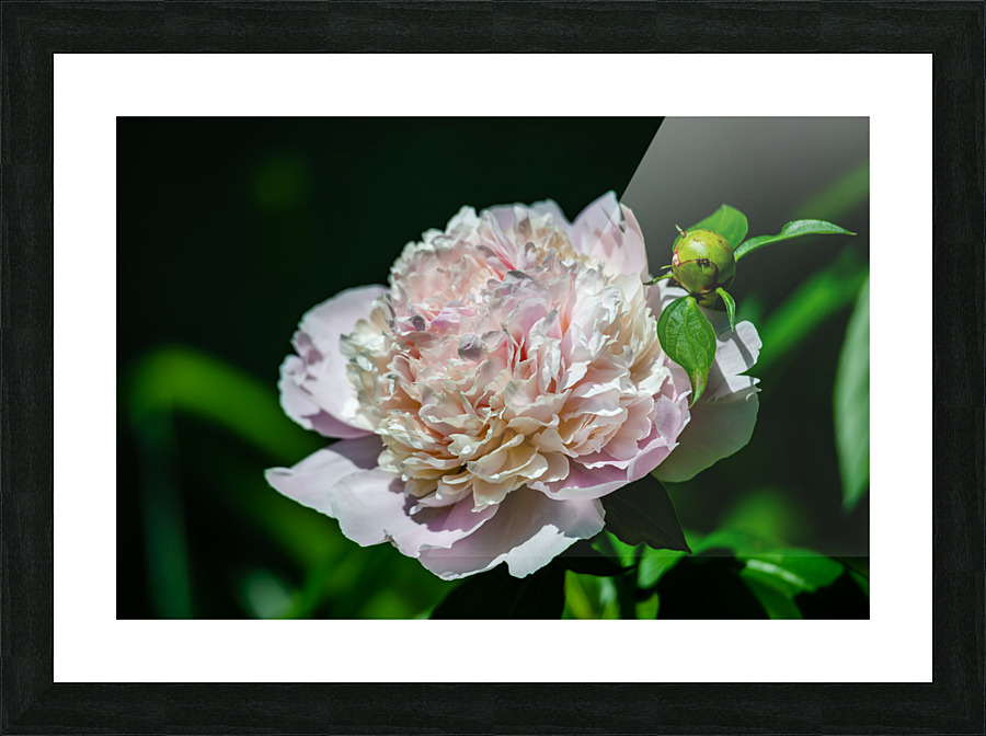 Peony Flowers Picture Frame print