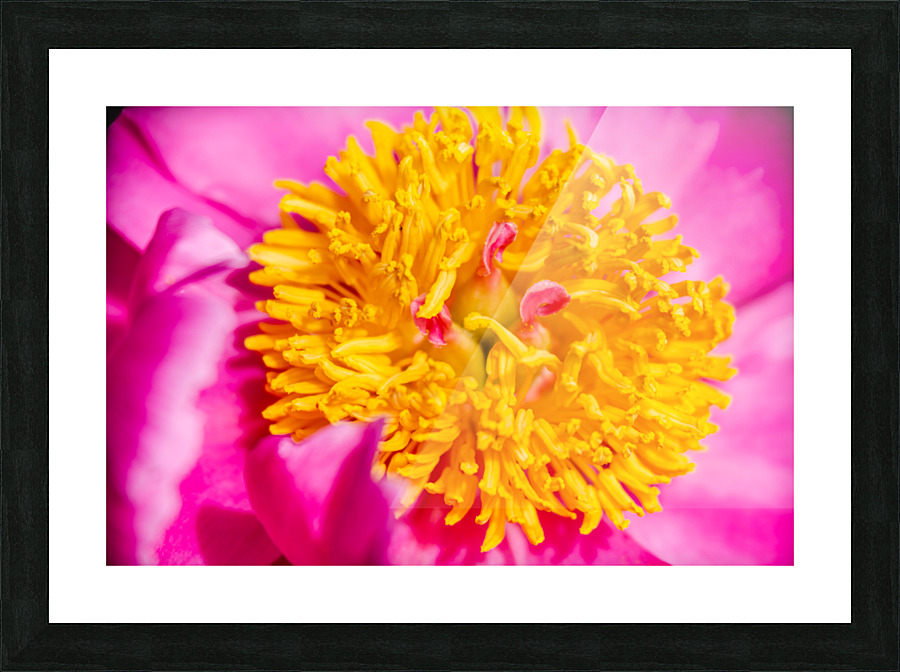 Peony Flowers Picture Frame print