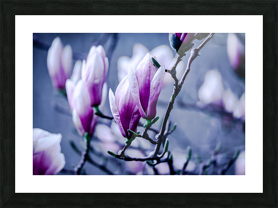 Magnolia flowering time Picture Frame print