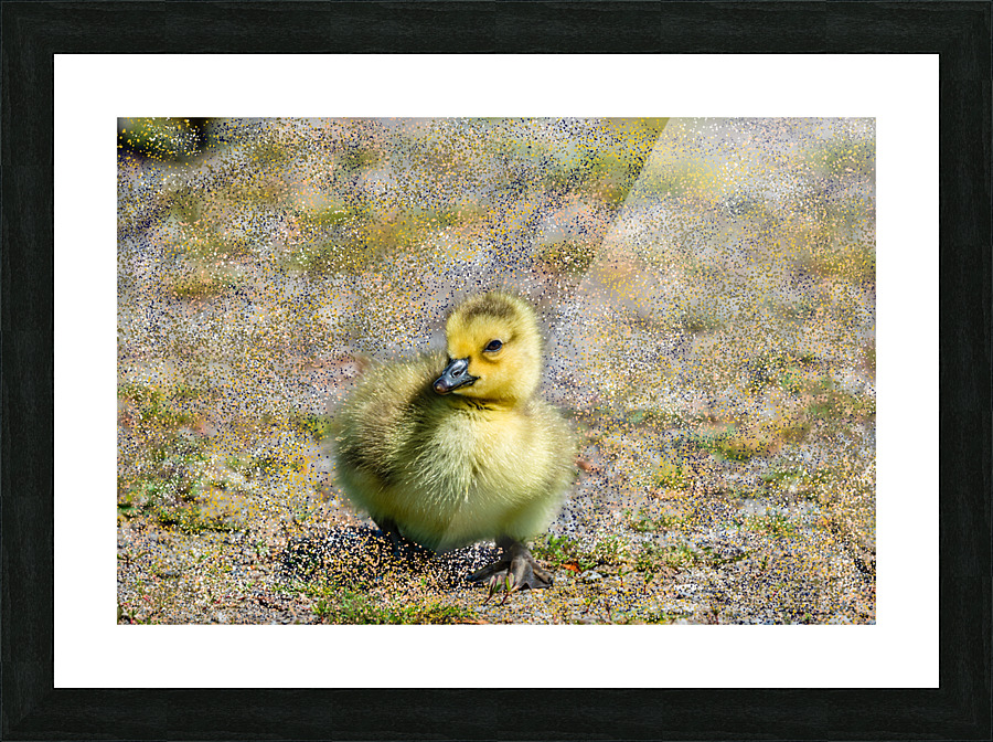 Gosling  Picture Frame print