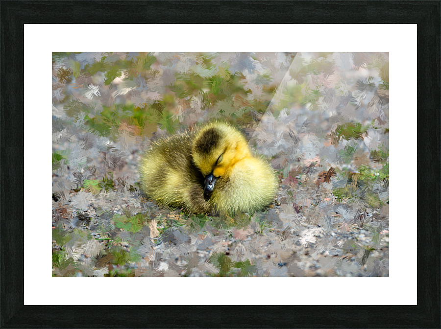 Sleeping  Gosling Picture Frame print