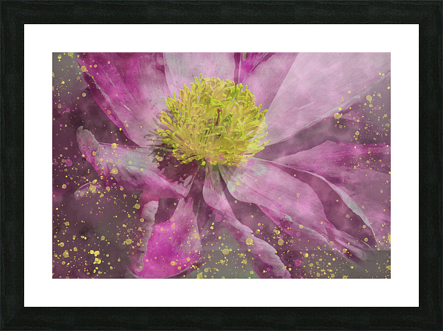 Peony Picture Frame print