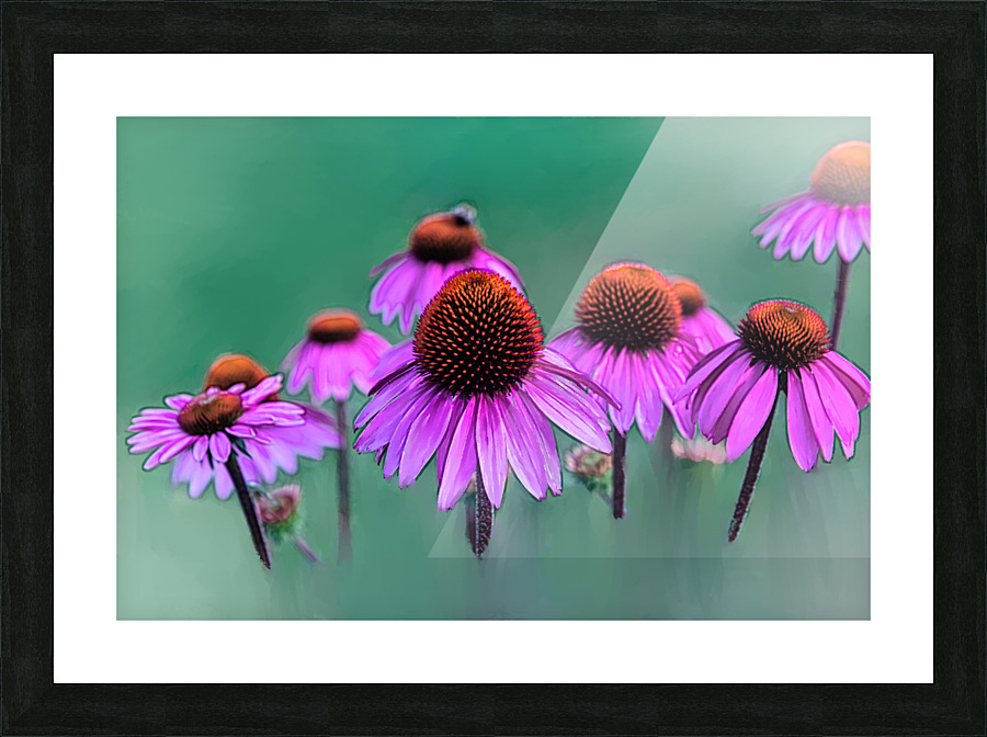Frozen In Time - Echinacea Picture Frame print